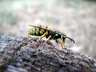 Image showing Wasp