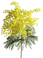 Image showing Mimosa Acacia Dealbata Cutout