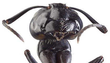 Image showing Black Ant Cutout