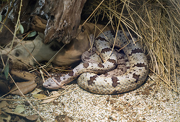 Image showing Banded Rock Rattlesnake