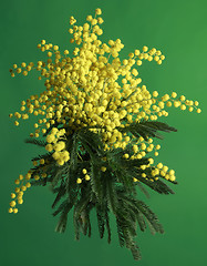 Image showing Mimosa Acacia Dealbata