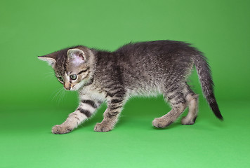 Image showing Playful Tabby Cat Cutout