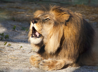 Image showing Roaring Lion