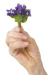 Image showing Violet Flower Cutout