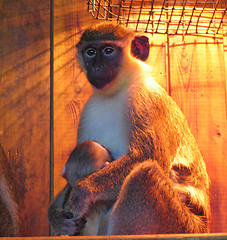 Image showing Grivet female and  baby