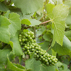 Image showing Green grape on vineyard