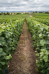 Image showing Vineyard landscape, Montagne de Reims, France