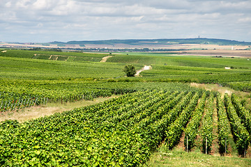 Image showing Vineyard landscape, Montagne de Reims, France