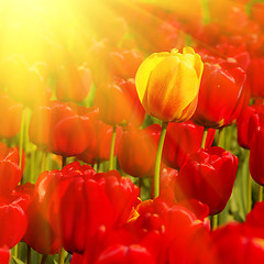 Image showing sunny field of tulips