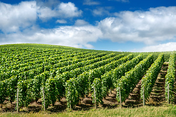 Image showing Vineyard landscape, Montagne de Reims, France