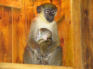 Image showing Grivet female and  baby