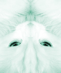 Image showing White cat