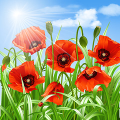 Image showing Red poppies in grass., vector