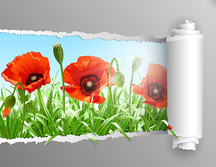 Image showing Red poppies in grass with ripped paper ., vector