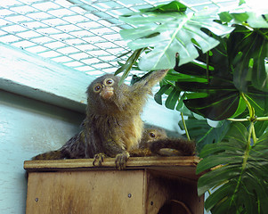 Image showing Pygmy marmoset