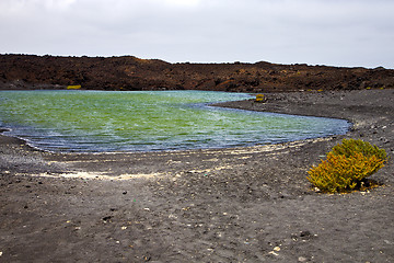 Image showing plant stone  atlantic ocean    coastline and summer 