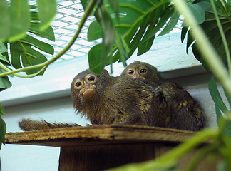 Image showing Pygmy marmoset