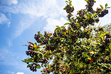 Image showing fresh fruits of black chokeberry (aronia) 