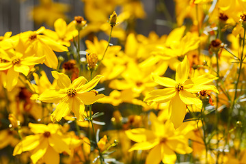 Image showing summer flower in garden