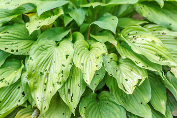 Image showing leaves eaten by slugs