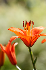 Image showing Detail of flowering orange lily