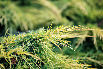 Image showing conifer with shallow focus for background