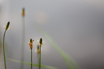 Image showing tranquil scene with plantain behind pond