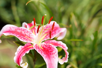 Image showing Detail of flowering pink lily