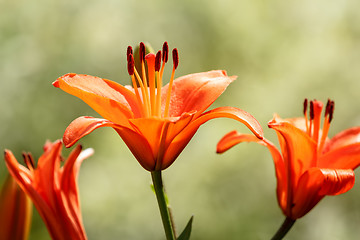 Image showing Detail of flowering orange lily