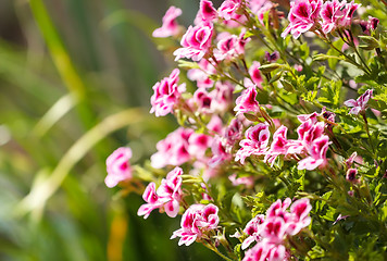 Image showing spring flower in garden with shallow focus 
