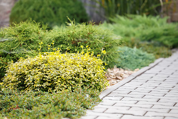 Image showing green plants in garden