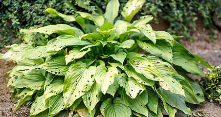 Image showing leaves eaten by slugs