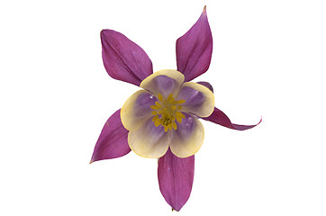 Image showing Isolated Columbine