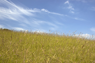 Image showing Grass and sky