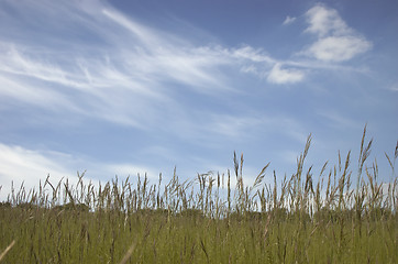 Image showing Grass and sky