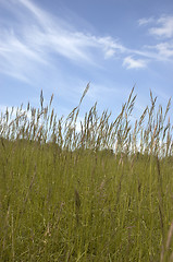 Image showing Grass and sky