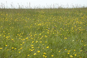 Image showing Buttercups