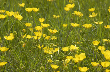 Image showing Buttercups