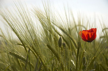 Image showing Poppy and Wheat