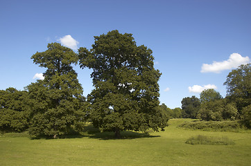 Image showing Summer Oaks