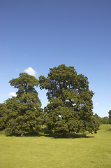 Image showing Summer Oaks