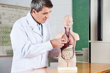 Image showing Professor Analyzing Anatomical Model At Desk