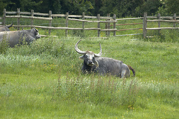 Image showing Water buffalo