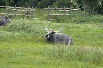 Image showing Water buffalo