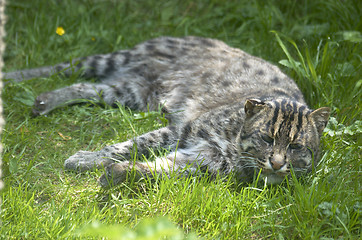 Image showing Fishing cat