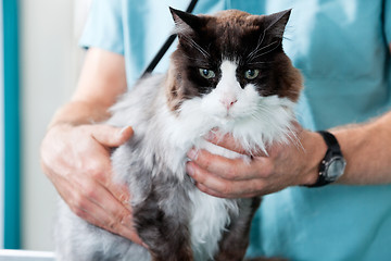 Image showing Mid Section Of Male Veterinarian Doctor Examining A Cat