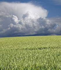Image showing Green wheat and stormclouds