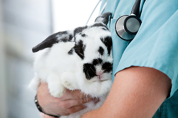 Image showing Mid Section Of Male Veterinarian Doctor Carrying A Rabbit