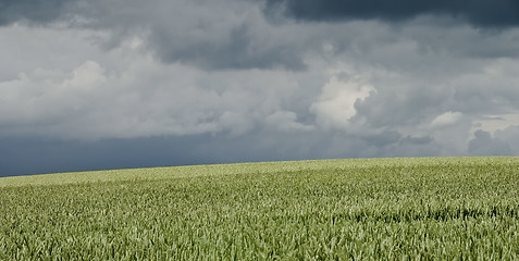 Image showing Ripening wheat