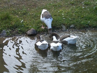 Image showing Eating ducks